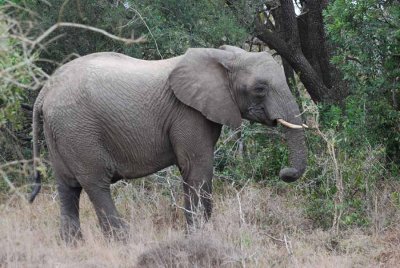 ELEPHANT