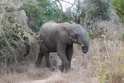 ELEPHANT