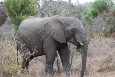 ELEPHANT