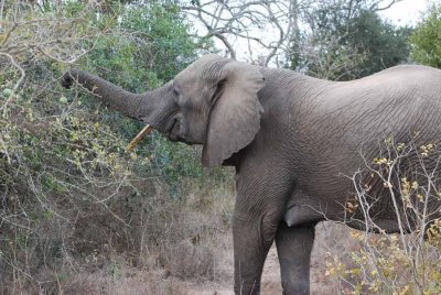 ELEPHANT