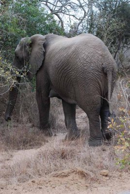 ELEPHANT