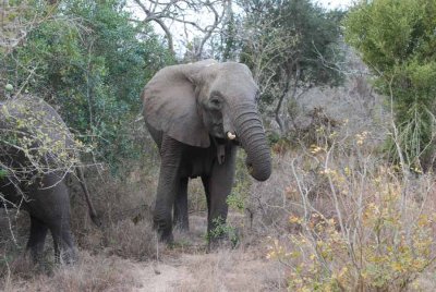 ELEPHANT