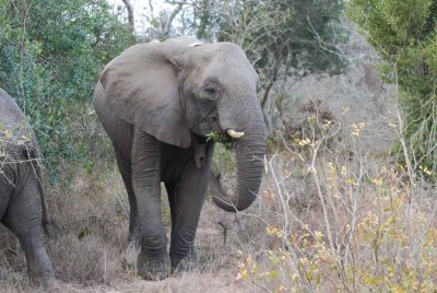 ELEPHANT