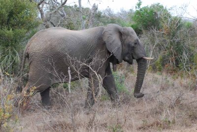 ELEPHANT