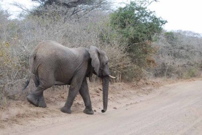 ELEPHANT
