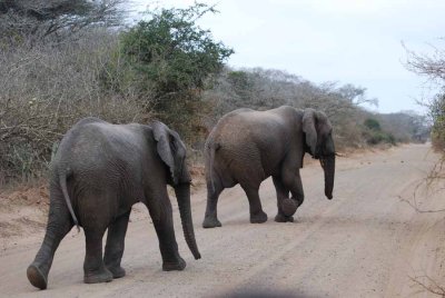 ELEPHANT