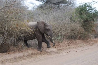 ELEPHANT