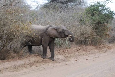 ELEPHANT