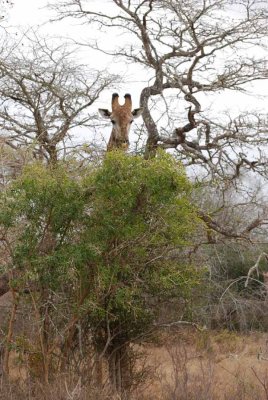 GIRAFFE