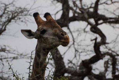 GIRAFFE