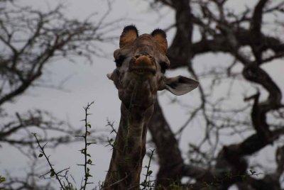GIRAFFE