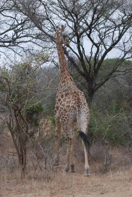 GIRAFFE