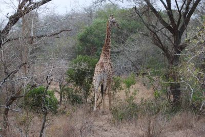 GIRAFFE