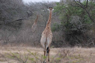 GIRAFFE