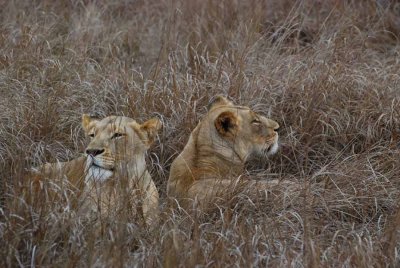 LIONS
