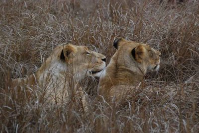 LIONS
