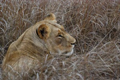 LIONS