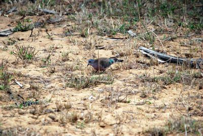 EMERALD - SPOTTED WOOD - DOVE