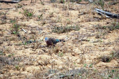 EMERALD - SPOTTED WOOD - DOVE