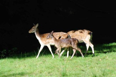 A family