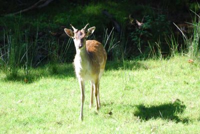 A young bock