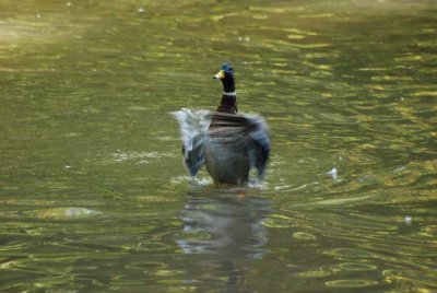 Ducks training