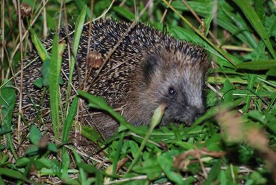 Hedgehog