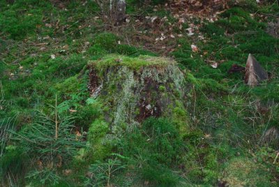 Tree stump
