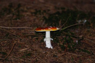 Mushroom