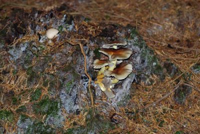 Mushrooms