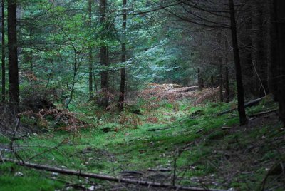 A old way in the forest