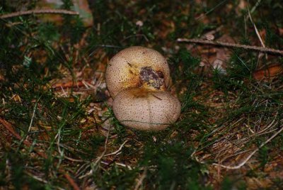 Mushroom
