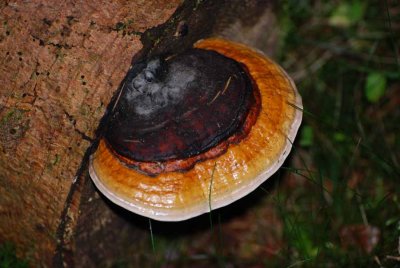 Mushroom