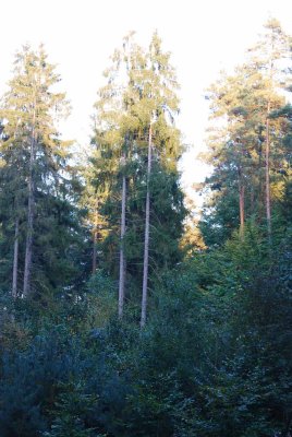 View to the trees in the sunset