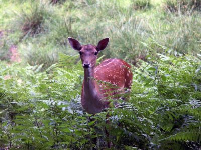 On the way in the forest