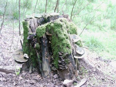 Old tree stump