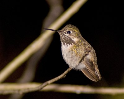 calliope_hummingbird