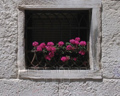 Whitewashed wall with geraniums