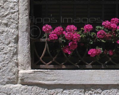 Whitewashed wall with geraniums Detail