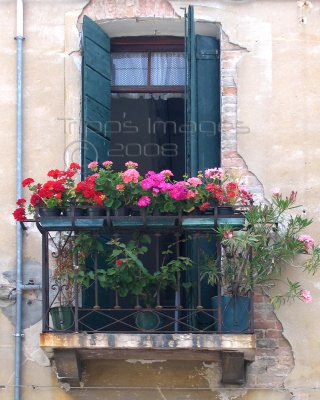 Geraniums and Green Shutters