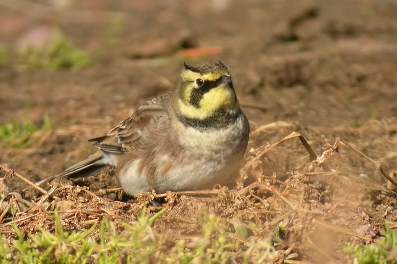041012 Shore Lark.jpg