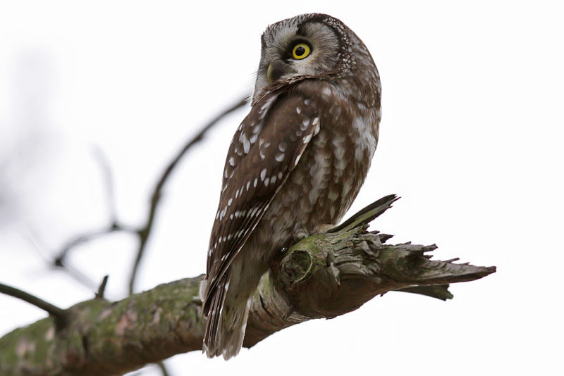 Prluggla - Tengmalms Owl (Aegolius funereus)