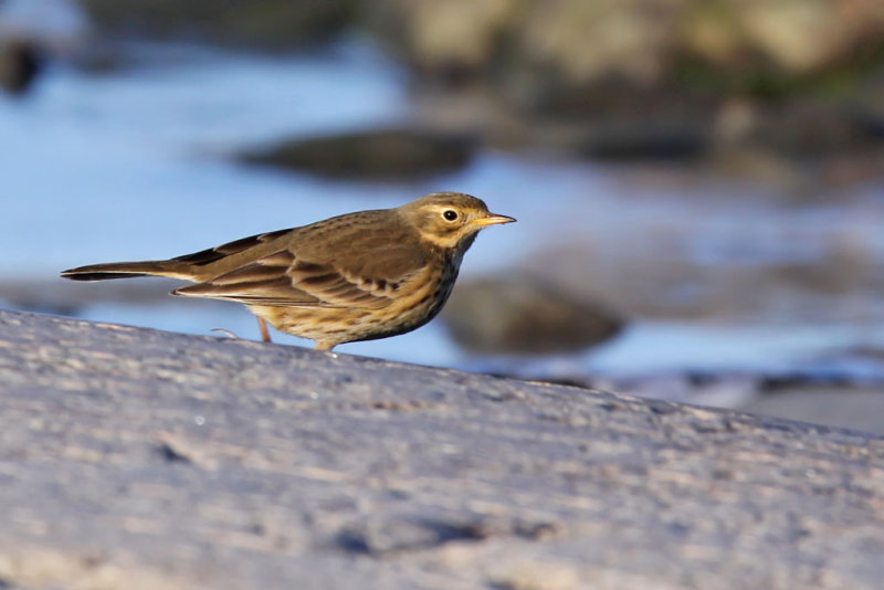 Hedpiplrka - Buff-bellied Pipit (Anthus rubescens)