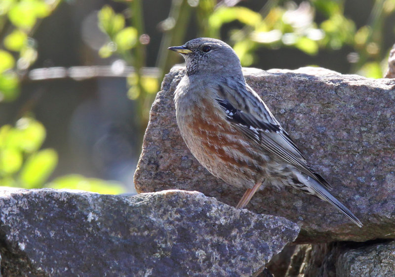 Alpjrnsparv - Alpine accentor ( Prunella collaris )