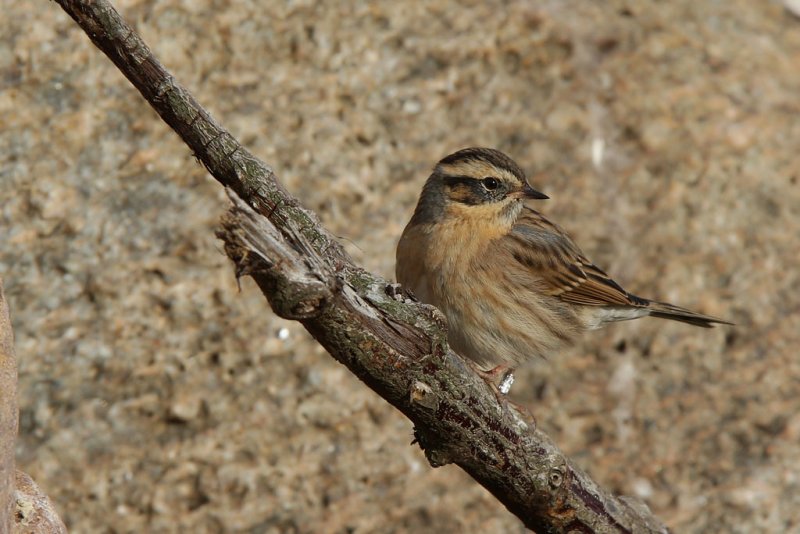 Svartstrupig jrnsparv - Black-throated Accentor (Prunella atrogularis)