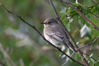 Gr flugsnappare - Spotted Flycatcher (Muscicapa striata)