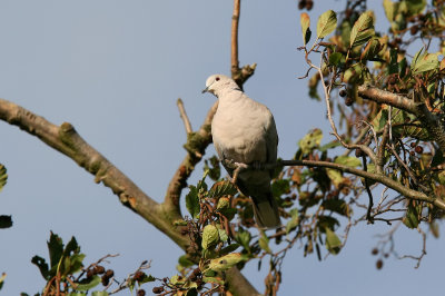 Turkduva - Collared Dove (Streptopelia decaocto)