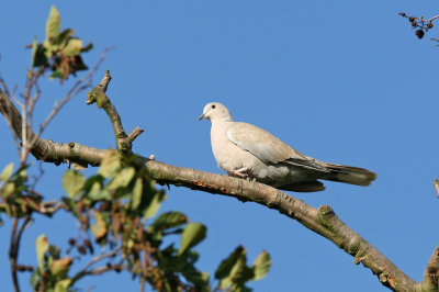 Turkduva - Collared Dove (Streptopelia decaocto)