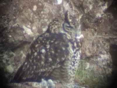 030107 g Cape eagle-owl Underberg-Sani Pass.jpg