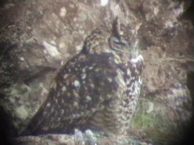 030107 hh Cape eagle-owl Underberg-Sani Pass.jpg